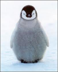 pingvin