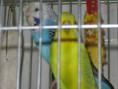 /album/fenykepgaleria/imagesimagesimagesvvimagesimagesimagesimages-jpeg/