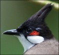 /album/fenykepgaleria/vorosfulu-bulbul-pycnonotus-jocosus-002-jpg/